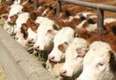 ganadería, Feedlots, precios, sequía, carne, ganadería