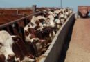 Feedlots, precios, sequía, ganadería