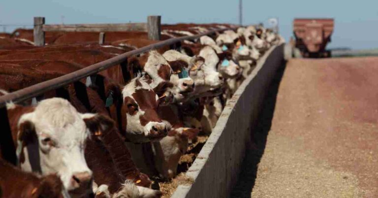 Feedlots, precios, sequía, ganadería