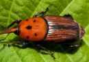 Picudo rojo, alerta fitosanitaria