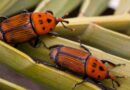 Picudo rojo, alerta fitosanitaria