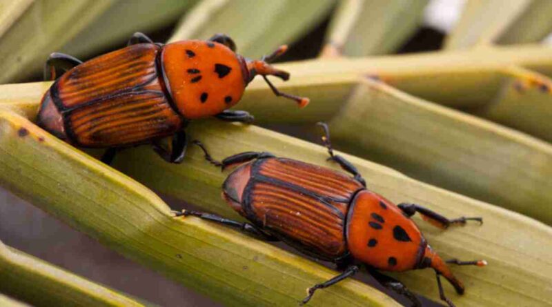 Picudo rojo, alerta fitosanitaria