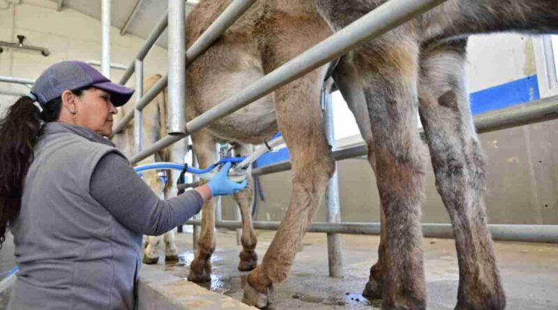 Leche de burra, Córdoba