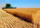 clima, campo, Trigo, cosecha, evasión fiscal, agricultura