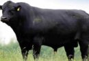 Ganadería, genética, angus