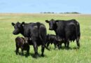 Ganadería, genética, angus, delta del paraná, incendios, Ganadería, app, Santiago del Estero, genética bovina