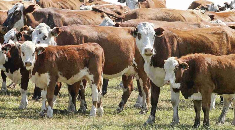 Ganadería, Estados Unidos, bichera