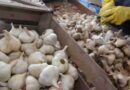 Exportación, ajo, ajo chino