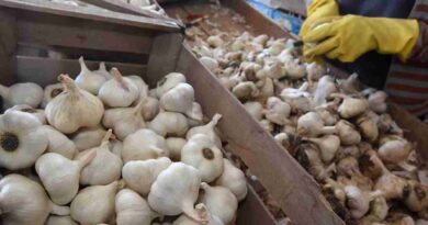 Exportación, ajo, ajo chino