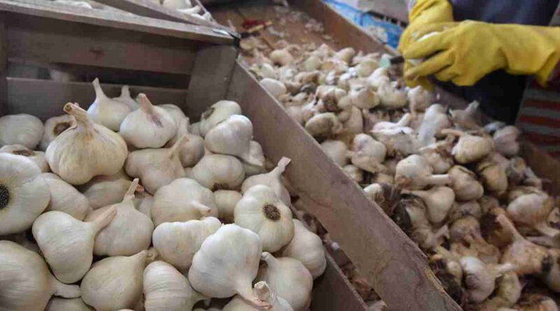 Exportación, ajo, ajo chino
