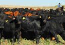 AgTech, Ganadería, vaquillonas, faena, exportaciones, carne vacuna. invernada,