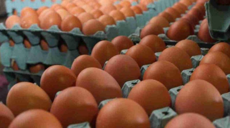 Contrabando de huevos, huevo