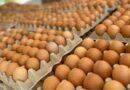 Contrabando de huevos, Huevo