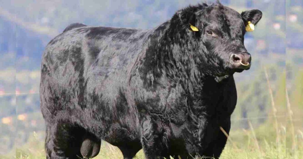 Toros, ganadería, genética