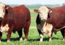 Toros