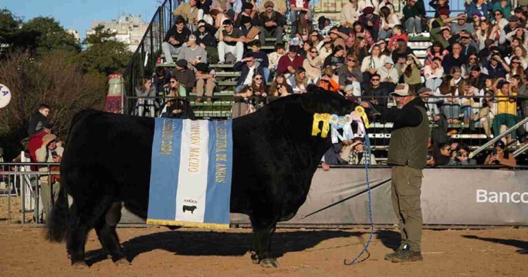 Angus vuelve a Palermo con la Expo de Otoño 2026