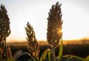 sorgo, fortia, Entre Ríos