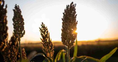 sorgo, fortia, Entre Ríos
