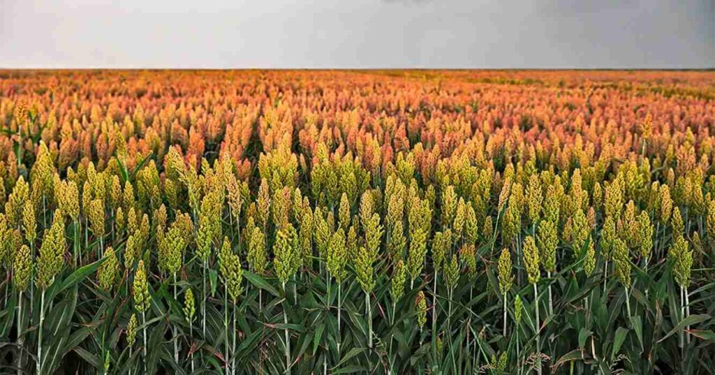 sorgo, fortia