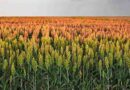 sorgo, fortia, cordoba, cosecha