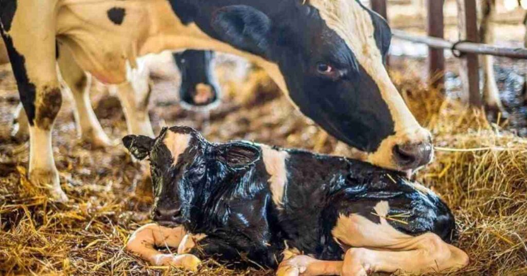 Diarrea viral bovina, ganadería