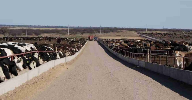 Ganadería, Ser Beef, Beef on Dairy