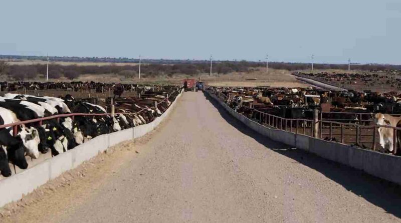 Ganadería, Ser Beef, Beef on Dairy