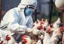 influenza aviar, gripe aviar