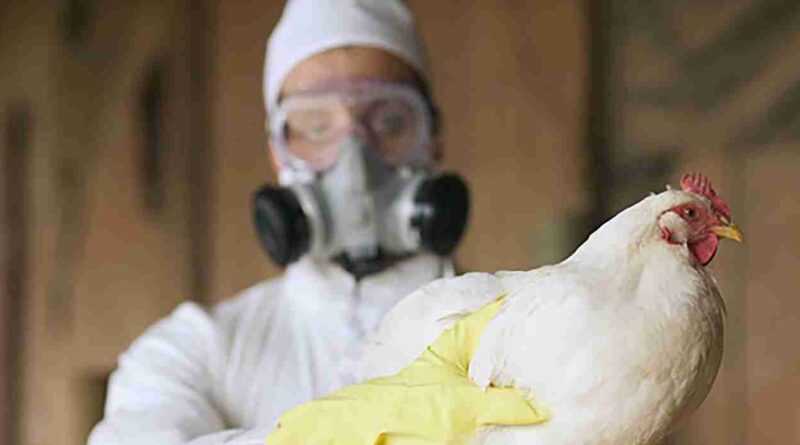 influenza aviar