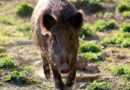 Entre Ríos, jabalí