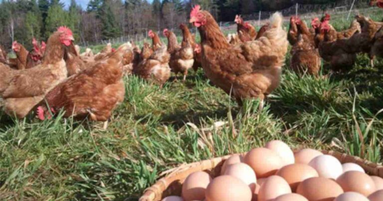 Huevo, cadena avícola, Entre Ríos, influenza aviar
