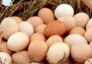 Huevo, cadena avícola, huevos