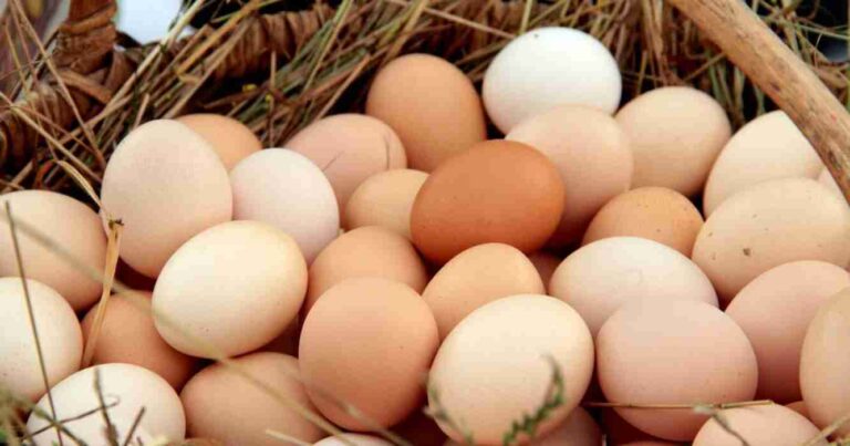 Huevo, cadena avícola, huevos