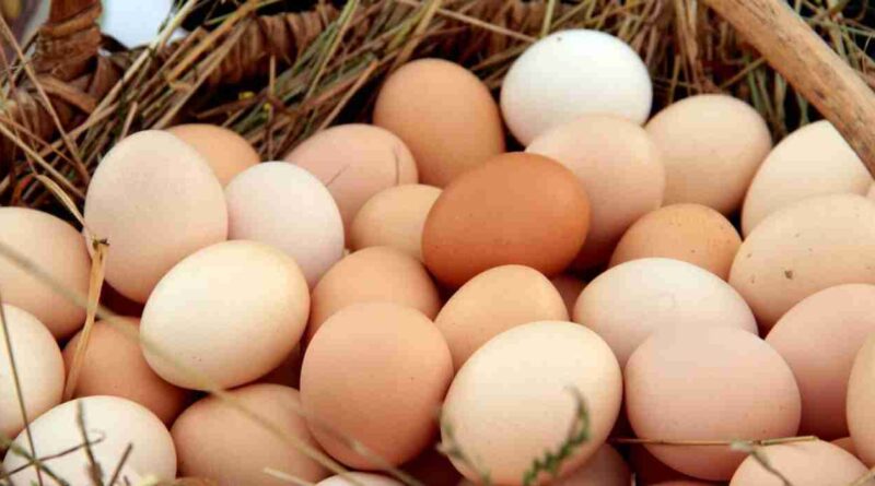Huevo, cadena avícola, huevos