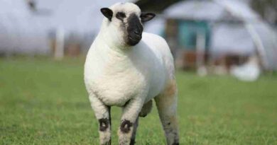 Argentina, Carne ovina, raza, Hampshire Down, GANADERÍA, EXPORTACION