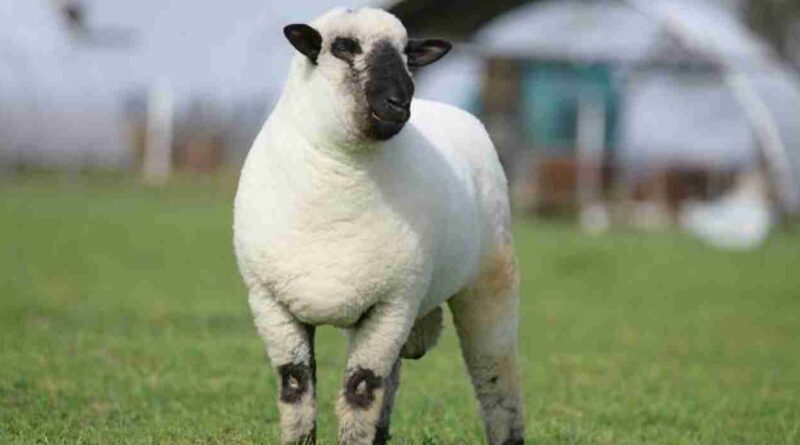 Argentina, Carne ovina, raza, Hampshire Down, GANADERÍA, EXPORTACION