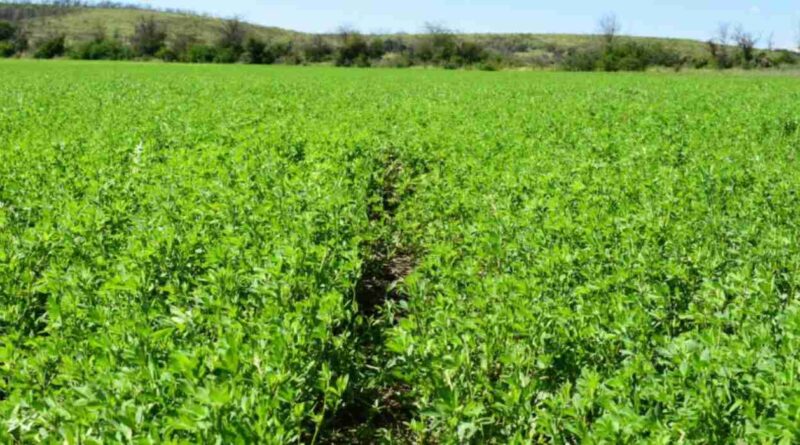 San Juan, alfalfa