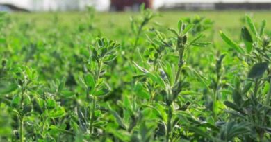 San Juan, alfalfa, agricultura