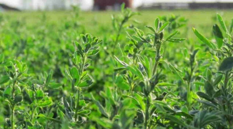 San Juan, alfalfa, agricultura
