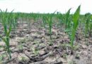 verano 2025, Maiz, sequía, ola de calor, lluvias, calor