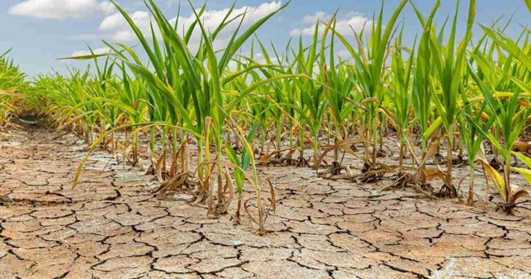 clima, lluvias, Estados Unidos, ola de calor, marzo, Santiago del Estero, Maiz, sequía, ola de calor, lluvias, verano 2025