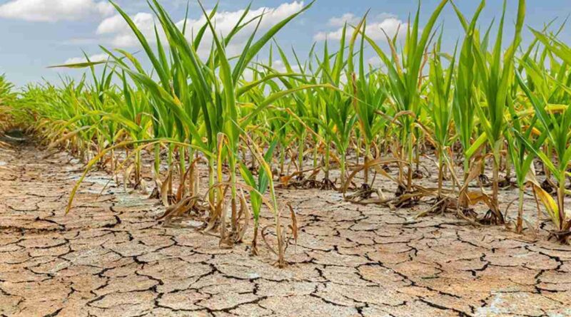 clima, lluvias, Estados Unidos, ola de calor, marzo, Santiago del Estero, Maiz, sequía, ola de calor, lluvias, verano 2025