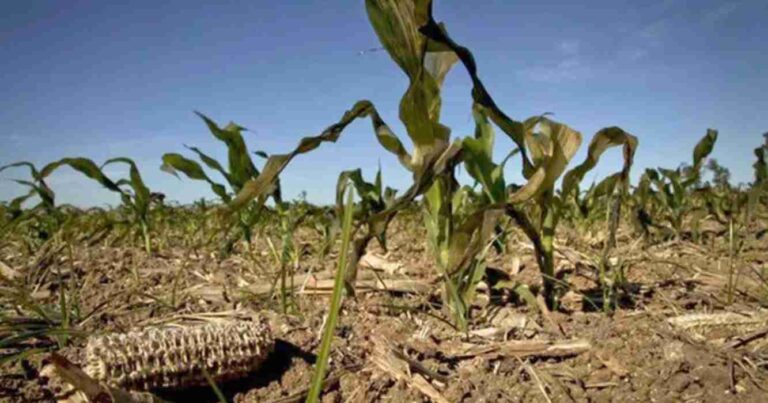 Maiz, sequía, santiago del estero, clima