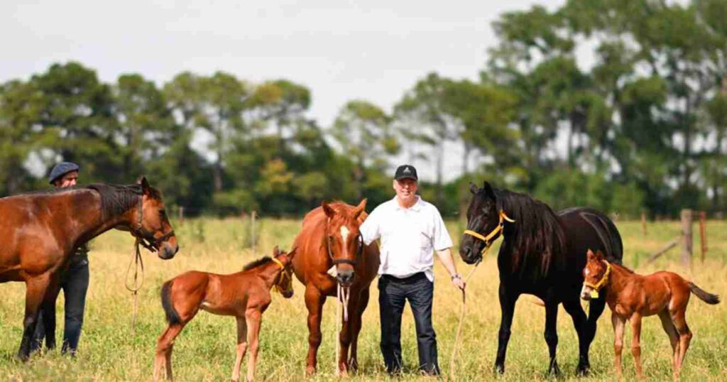 Caballos, importación de équidos