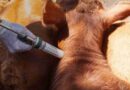 Fiebre aftosa, aftosa, alemania, vacunación antiaftosa