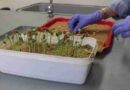 Soja, semillas, Biotecnología, argentina