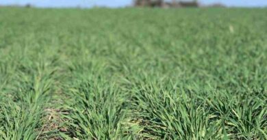 Cebada, forrajera, INTA, pasto horqueta