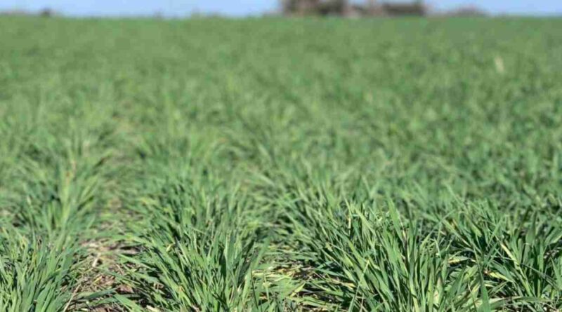 Cebada, forrajera, INTA, pasto horqueta