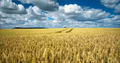 Cebada, argentina, trigo y cebada
