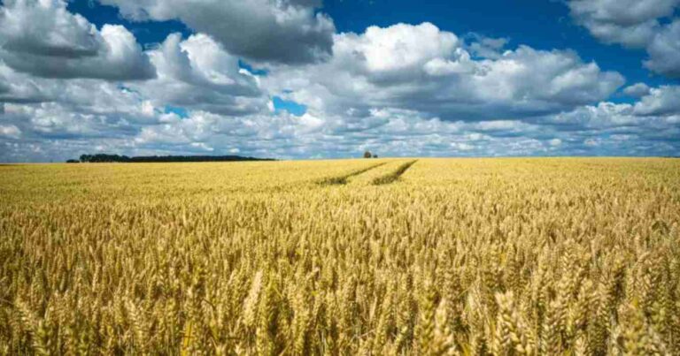 Cebada, argentina, trigo y cebada